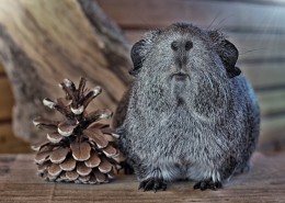 可爱的豚鼠图片