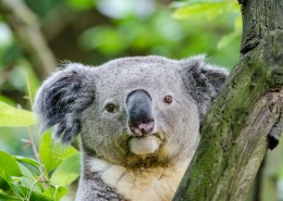 体态憨厚的树袋熊图片