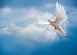 在天空飞翔和平鸽图片