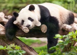 可爱国宝大熊猫图片大全