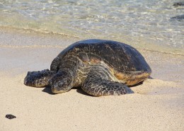 憨态可掬的海龟动物图片