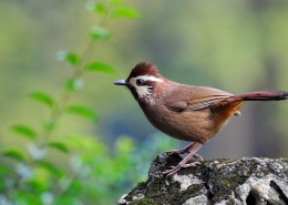 中型鸟之白颊噪鹛图片大全