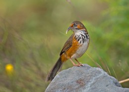 嘴巴尖尖的斑胸钩嘴鹛图片