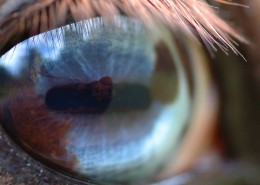 马的眼睛特写图片