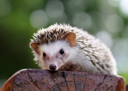 可爱的小刺猬图片大全