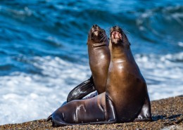 海狮与海龟的图片大全
