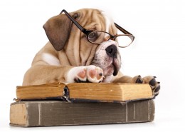 充满创意的宠物狗狗图片