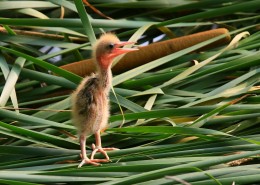 黄苇鳽幼鸟图片