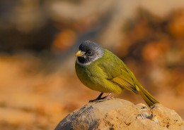 领雀嘴鹎图片大全