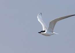 中型水禽之鸥嘴噪鸥图片大全