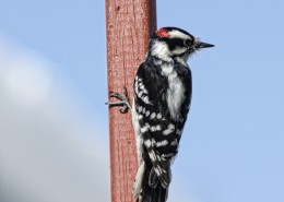 森林医生之大斑啄木鸟图片