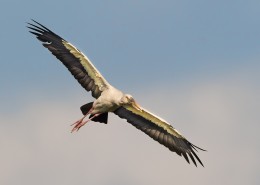 鹳科动物之钳嘴鹳图片大全