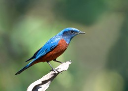 栗腹矶鸫雄鸟图片大全