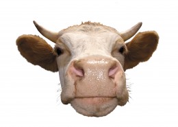 牛的头部特写图片