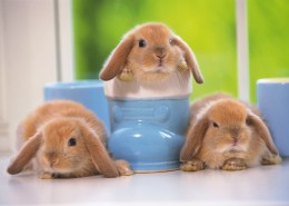 软萌可爱的小兔子图片