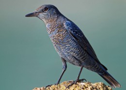 可爱蓝矶鸫图片大全