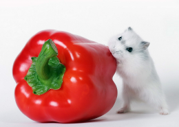 超可爱超萌的小仓鼠图片