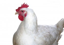 胖胖的母鸡图片