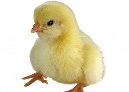 超萌可爱的小鸡图片