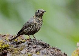 栗腹矶鸫雌鸟图片