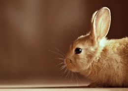 可爱小兔图片
