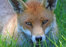 狡猾的赤狐图片