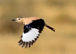 浅褐色的黑尾地鸦图片