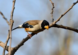 憨态可鞠的黑尾蜡嘴雀图片大全