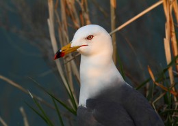 中型水禽之黑尾鸥图片