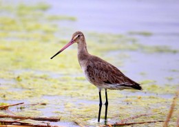 细高而鲜艳的黑尾塍鹬图片