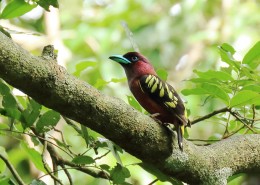 喙色特别的斑阔嘴鸟图片