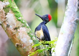 红色羽冠的白腹黑啄木鸟图片