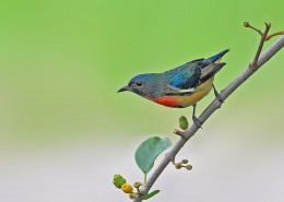 红胸啄花鸟图片大全