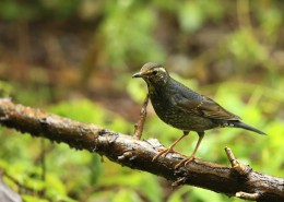 白眉歌鸫鸟类图片大全