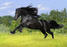 美丽的骏马图片