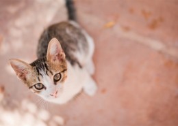 可爱宠物喵咪图片