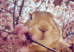 可爱的小兔子图片