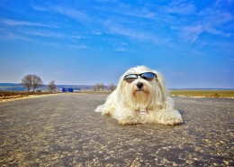 活泼的哈瓦那小犬图片