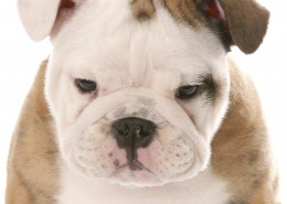 可爱斗牛犬宝宝图片