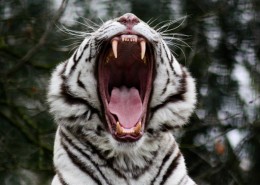 威武霸气的白虎图片