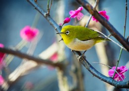 站在树枝上的小鸟图片