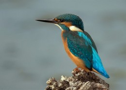 代表幸福的翠鸟图片