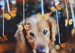 贪玩的小狗狗图片大全