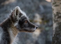 遥望远方的狐狸图片