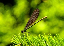 美丽的蜻蜓图片