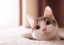 萌力无限的喵星人图片