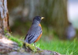 黑喉红尾鸲图片