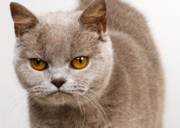 机灵的小萌猫图片