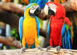 可爱的鹦鹉图片