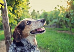 可爱的澳洲牧牛犬图片大全